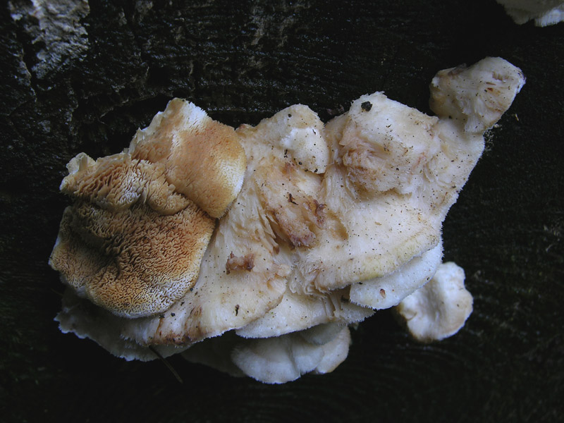Lignicolo da determinare. (Postia fragilis)